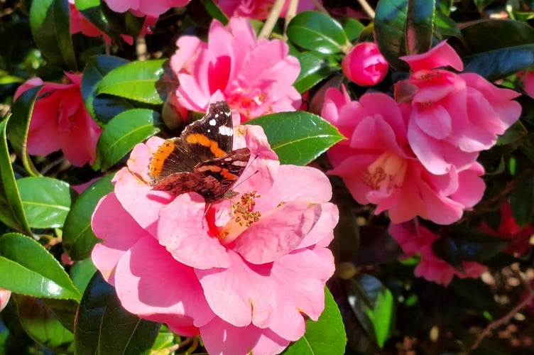 Butterfly on camellia