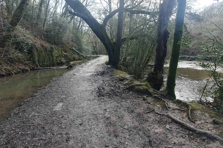 Cann Quarry Canal - Alice Henderson