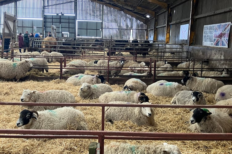The ewes relax