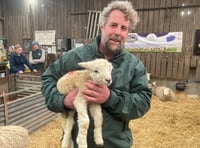 Lambing Live 25 at Greenwell Farm