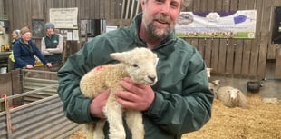 Lambing Live 25 at Greenwell Farm