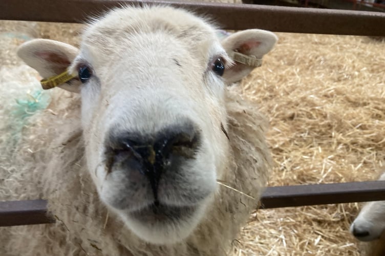 A curious ewe