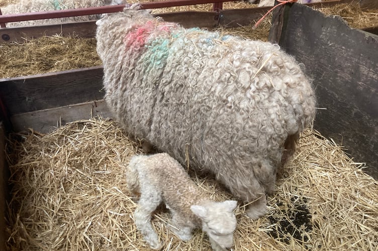 Mum and her new lamb