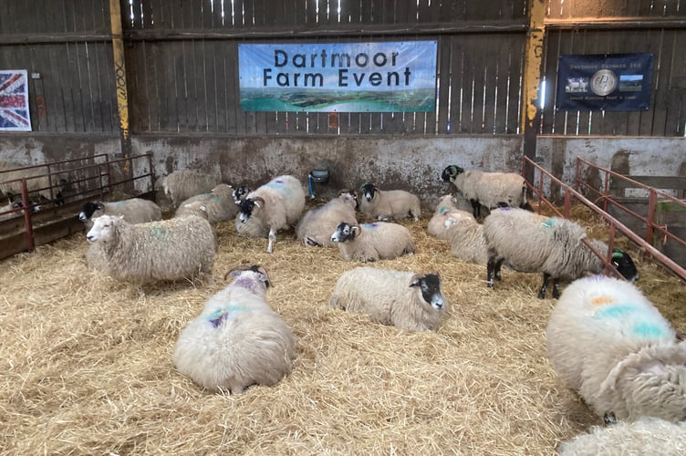Some of the ewes