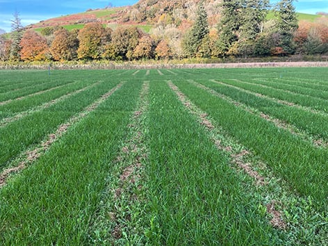 The trial in Devon is testing a selection forage seed mixtures including ryegrass, clover and herbal leys