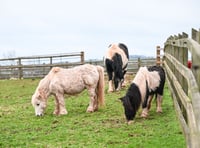 Mare and Foal Sanctuary Rescues Ponies