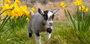 Devon farm names goat Daphne in fundraiser