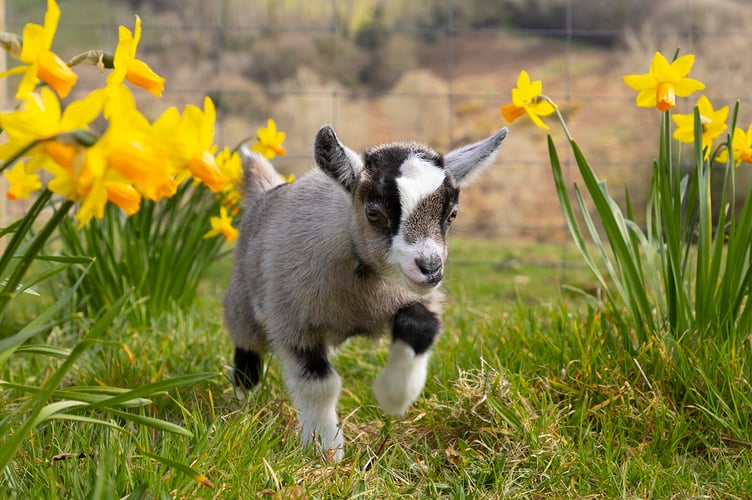 Marie Curie Name the goat photoshoot at Pennywell Farm near Buckfastleigh, Devon