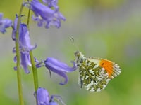 Spot 5 UK butterflies this Easter with family