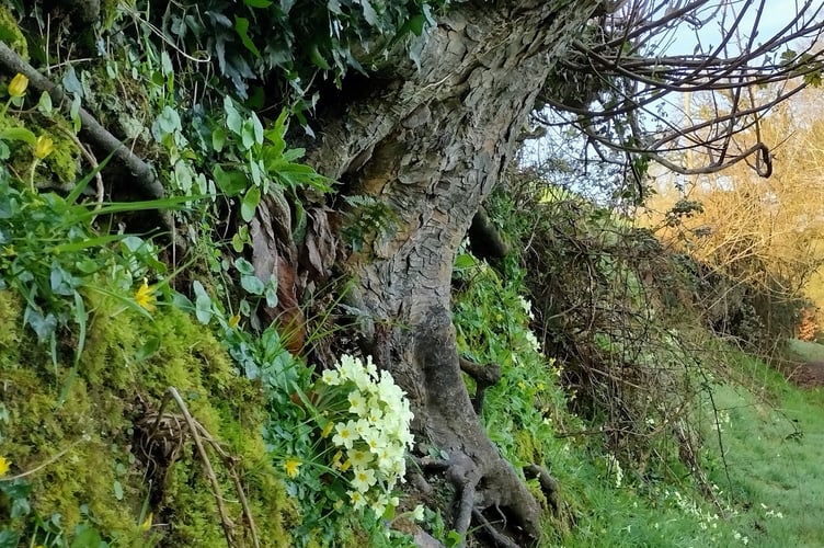 The complex structure and ecosystem of our iconic ancient Devon banks. - Fiona Van Es