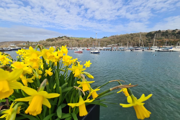 Daffodlis Barbara Welcomme-Allen