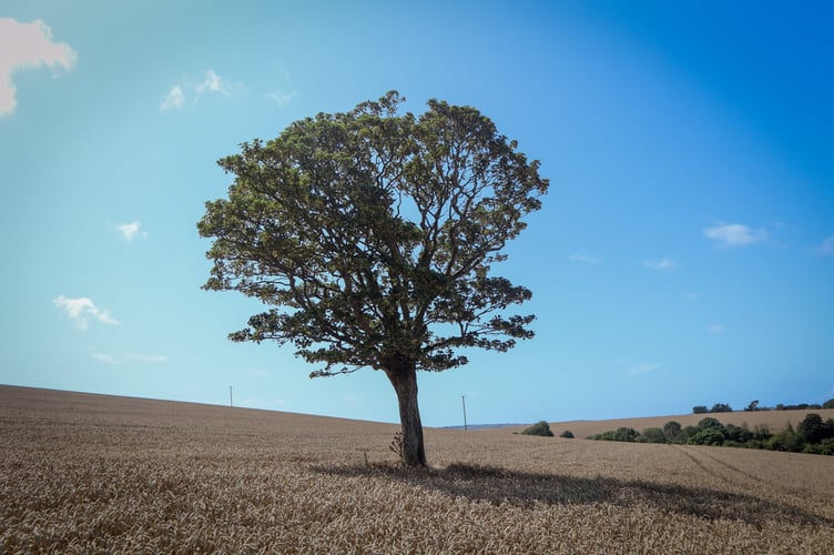 Solitary Tree - Margaret Walker