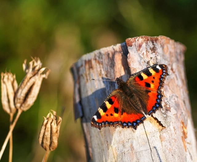 2024 disastrous for UK butterflies