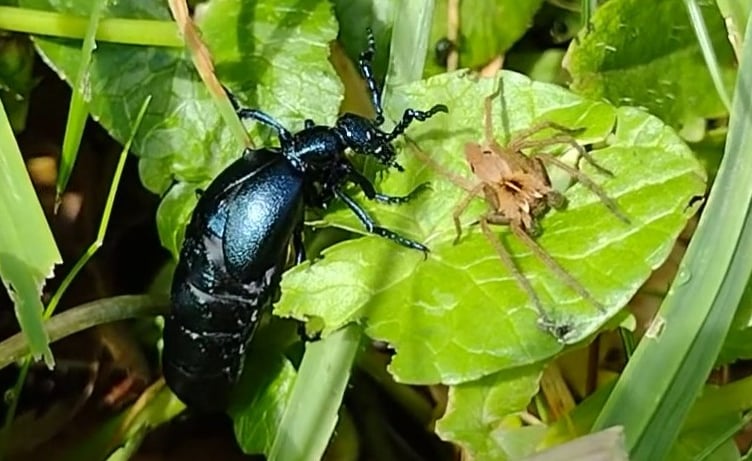 Black Oil Beetle feeding on a celandine leaf - a beautiful creature with a fascinating lifecycle! - Fiona van Es