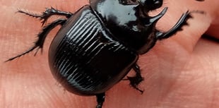 Fiona van Es | Big black beautiful beetles