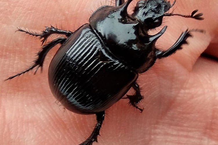Minotaur Beetle - a well-armoured dung beetle. Fiona van Es