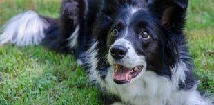 South Hams ranks third for dog owners in UK