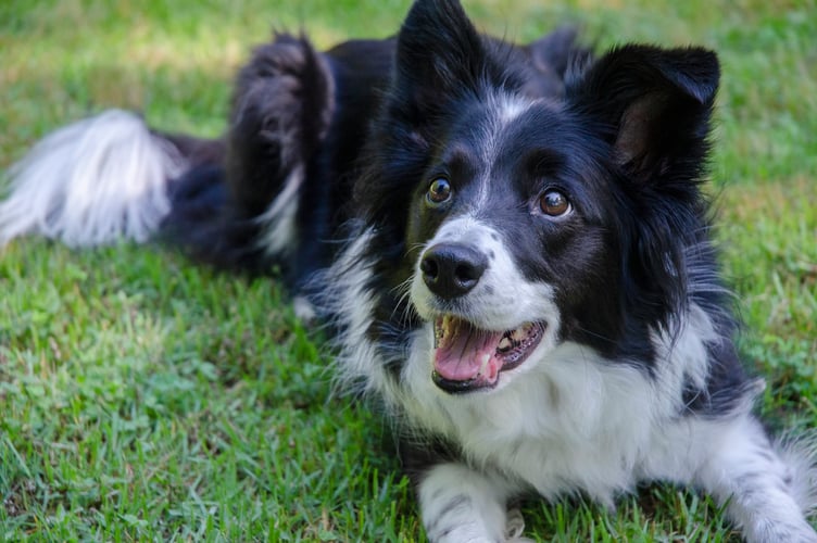 Border Collie.