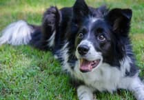 Why South Hams is a dog owner's dream