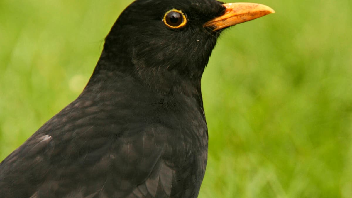 Starlings Drop to Fifth in Devon's Big Garden Birdwatch | dartmouth ...
