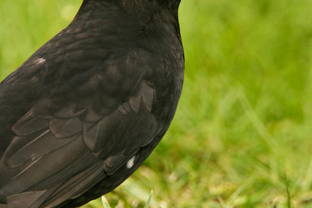 Starlings fall to fifth in Devon's birdwatch