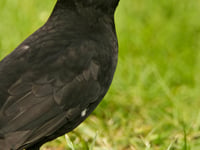 Starlings fall to fifth in Devon's birdwatch