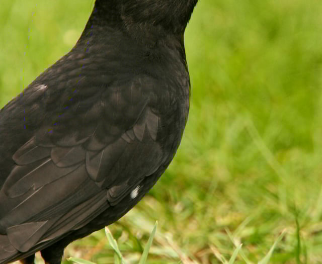 Starlings fall to fifth in Devon's birdwatch