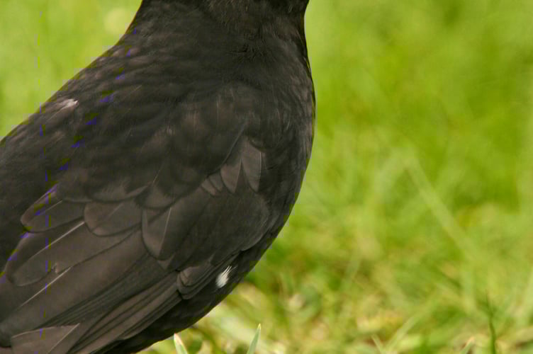Garden birds: male Blackbird, Turdus Merula, on lawn.