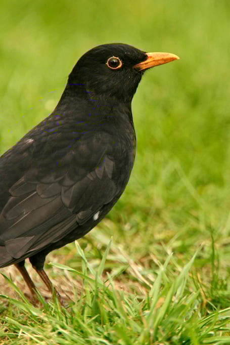 Garden birds: male Blackbird, Turdus Merula, on lawn.