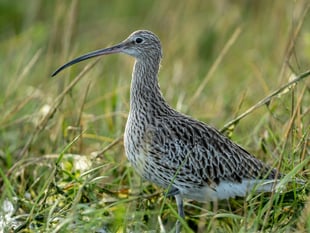 Rare curlews and martens are leaving Dartmoor