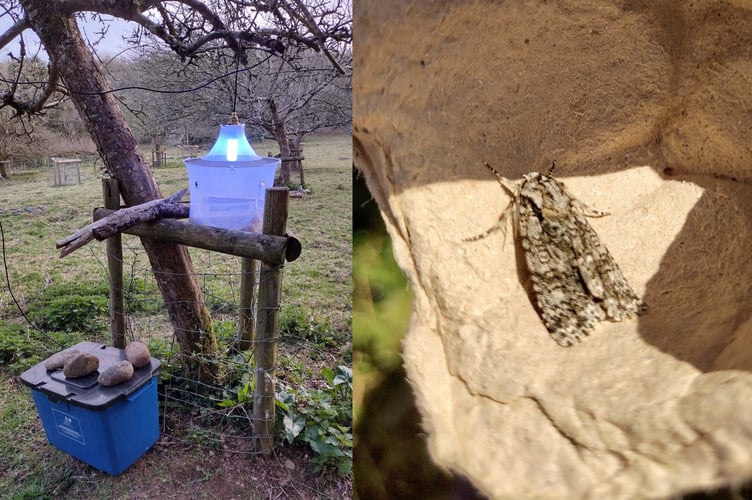 Moth trap set-up at Ham Farm and an Early Grey captured overnight copy - Fiona van Es