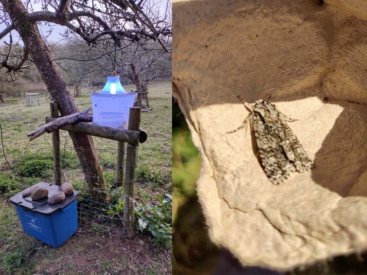 Moth trap set-up at Ham Farm and an Early Grey captured overnight copy - Fiona van Es