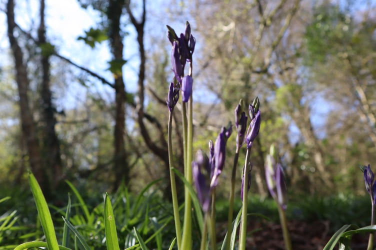 Blue bells - contributed