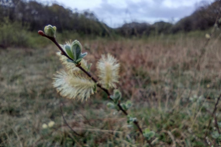 A wildlife-rich wet meadow, where willow needs cutting back in winter. - Fiona van Es