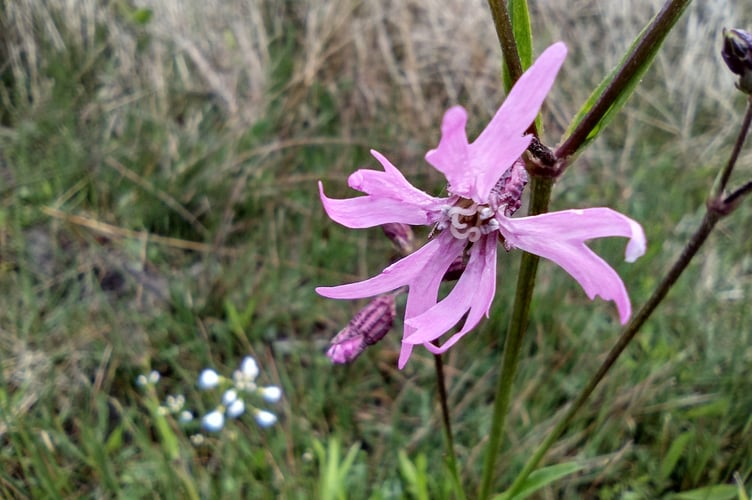 Ragged Robin, a beautiful flower of the wet meadows. - Fiona van Es