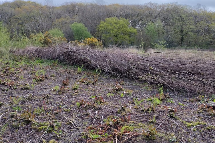 One of our coppice sites and the dead hedge - excellent habitat - Fiona van Es