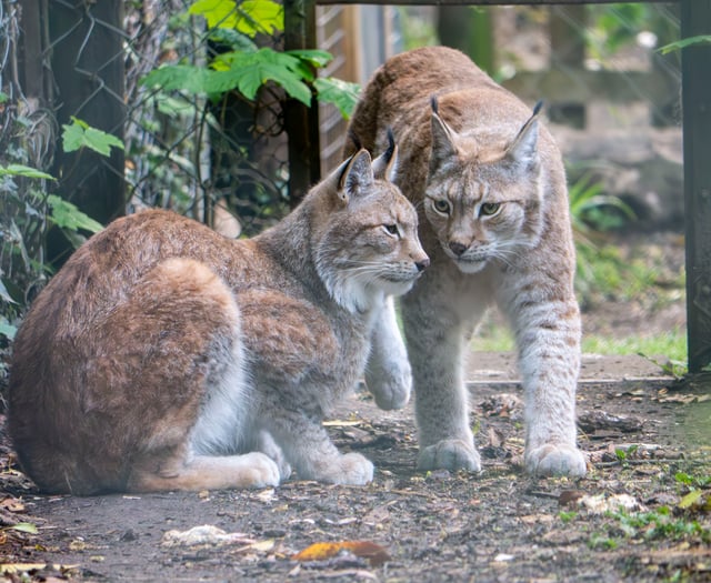 Brother and sister lynx at Dartmoor Zoo