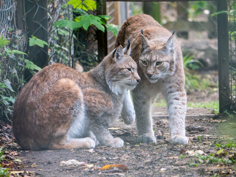Kent and Flossie  new residents at Dartmoor Zoo