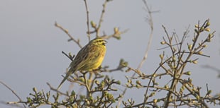 Join the dawn chorus at Wembury Point