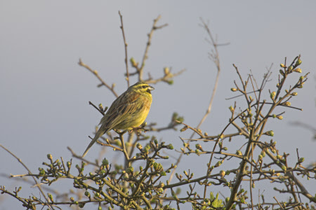Cirl bunting (Emberiza cirlus) spring male in hedgerow