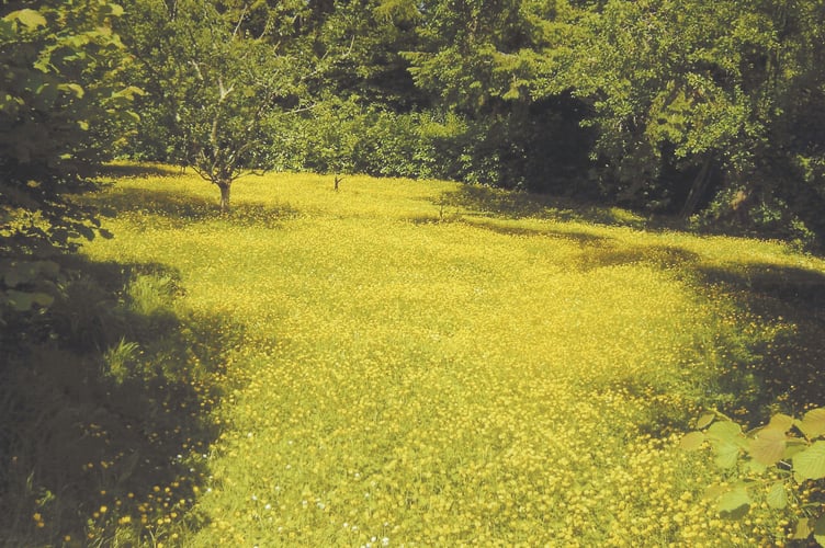 James Miller - Buttercup meadow