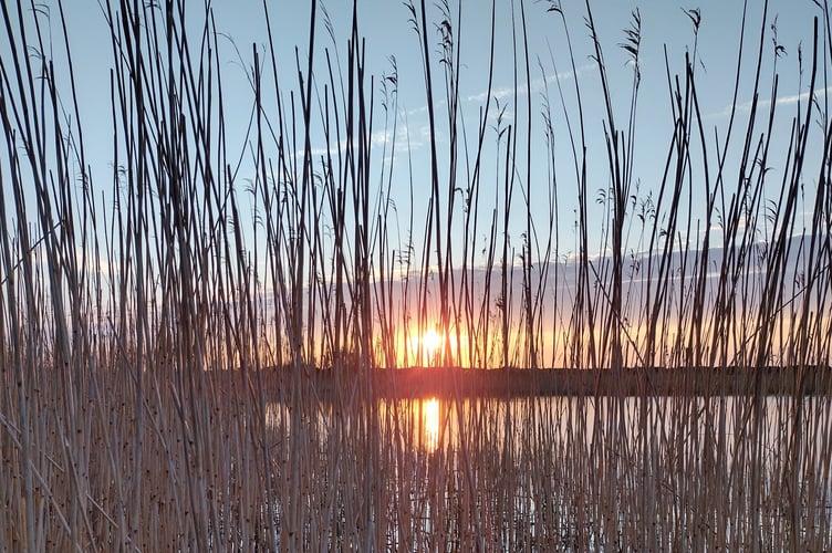 Peeking through the reed stems on Slapton Ley Fiona van Es