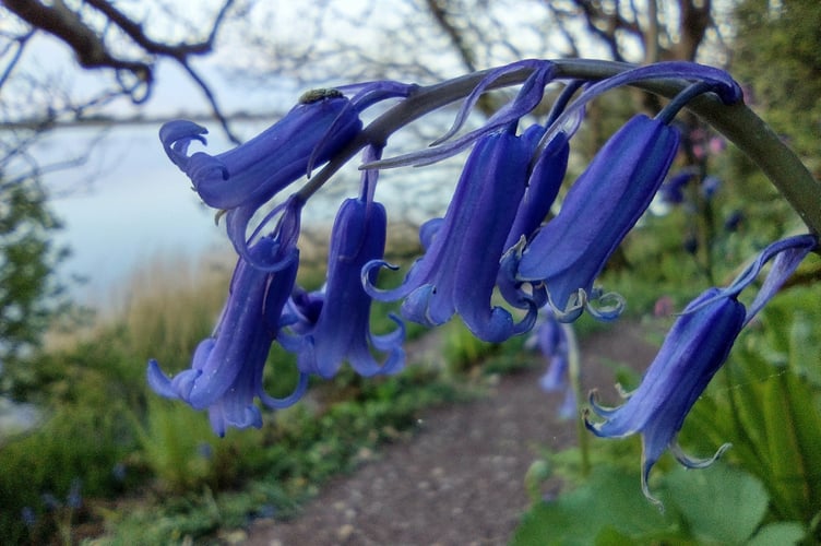 Beautiful bluebell season Fiona van Es