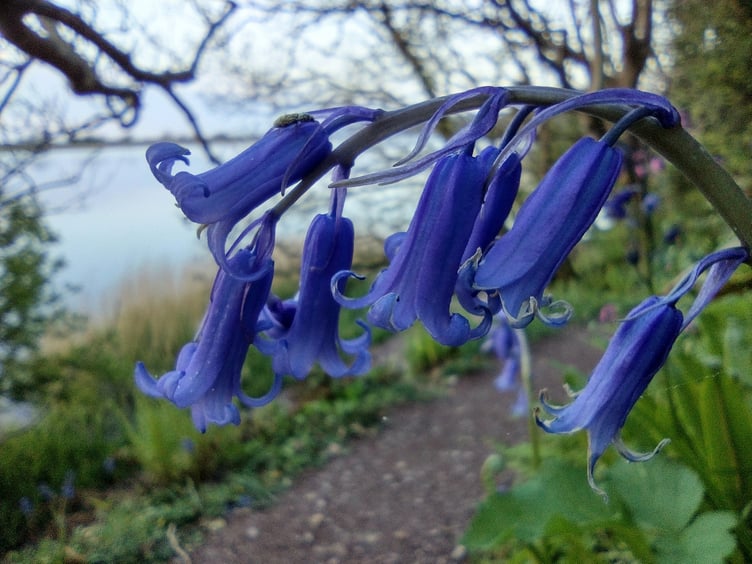Beautiful bluebell season Fiona van Es