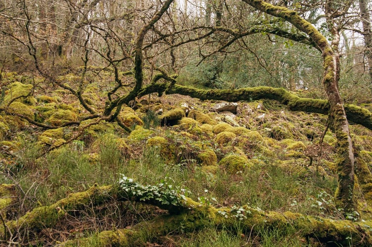 Buckland Wood