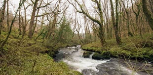 Woodland Trust seeks £2.8m to restore South Hams temperate rainforest