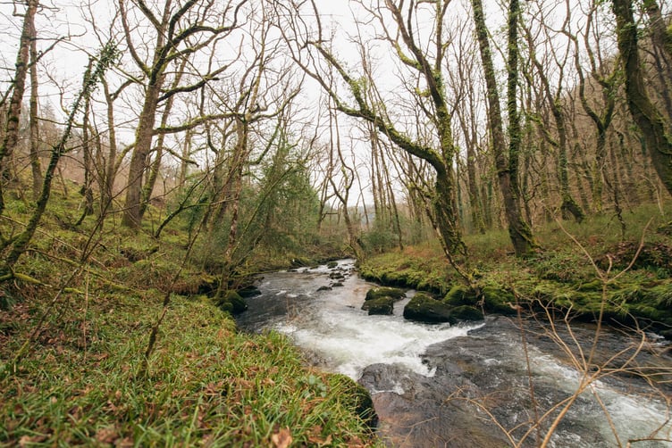 River at Buckland Wood