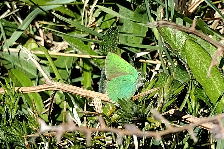 Spot the butterfly! - Fiona van Es
