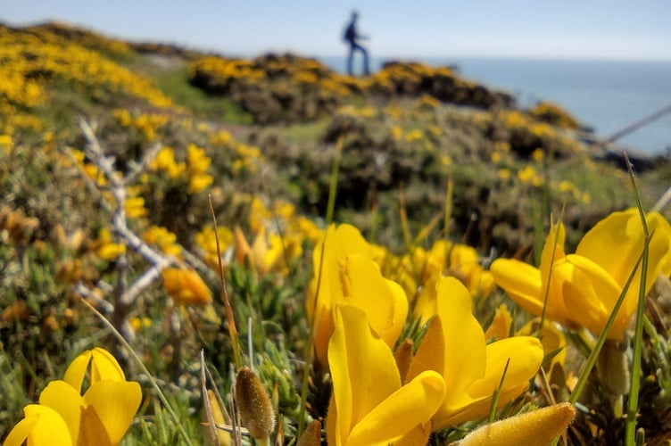 Golden gorse carpeting the cliffs - Fiona van Es