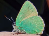 Fiona van Es | Blue sky, yellow gorse and bright green butterflies
